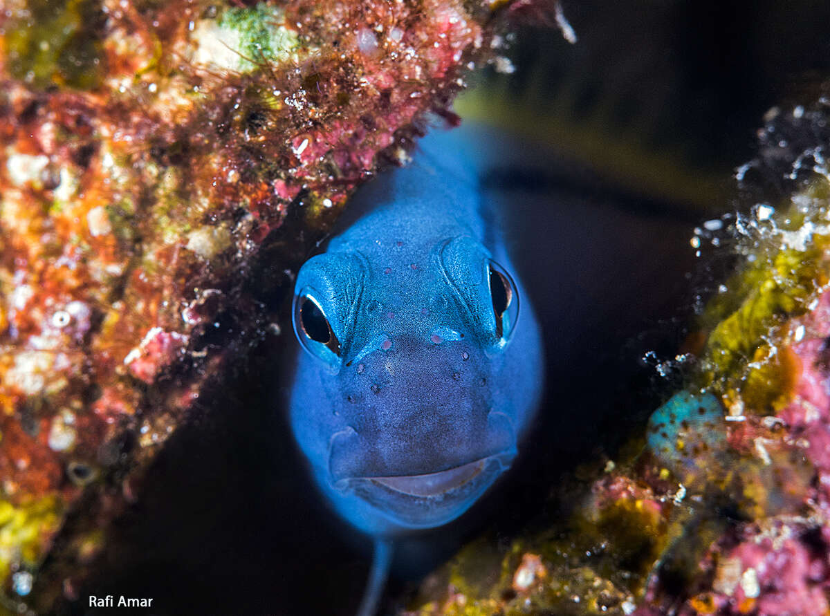 Image of Red Sea Mimic Blenny