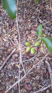 Image of Coffea tsirananae J.-F. Leroy