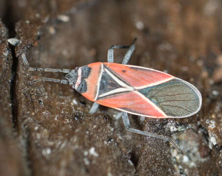 Image of Whitecrossed Seed Bug