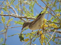 Image of Common Whitethroat