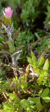 Imagem de Delosperma virens L. Bol.