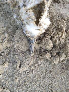 Image of White-headed Petrel