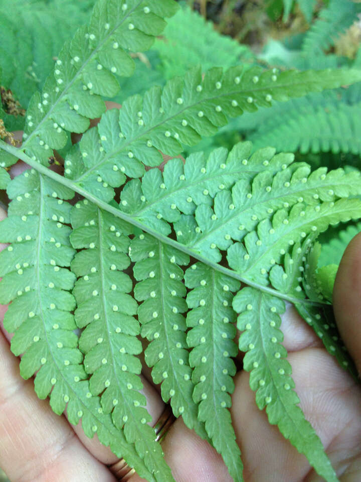 Sivun Dryopteris marginalis (L.) Gray kuva