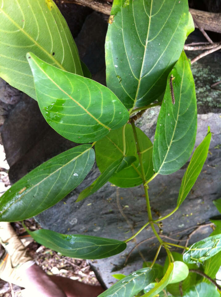 Plancia ëd Colubrina oppositifolia Brongn. ex H. Mann