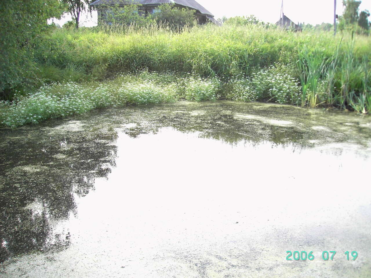 Image of Fine-leaved Water-dropwort