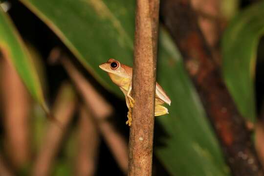 Imagem de Rhacophorus rhodopus Liu & Hu 1960