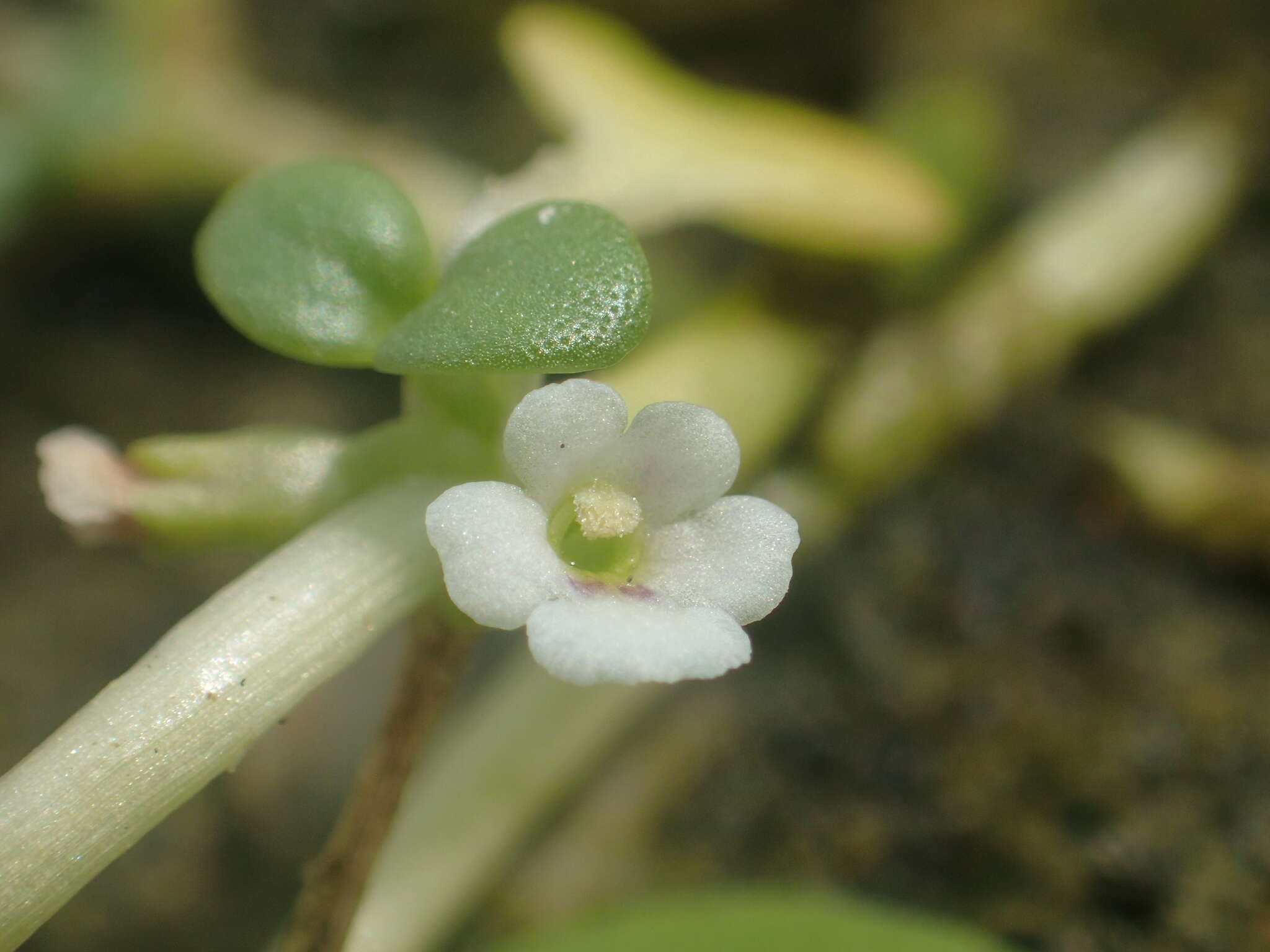 Image of Peplidium maritimum (L. fil.) Wettst.