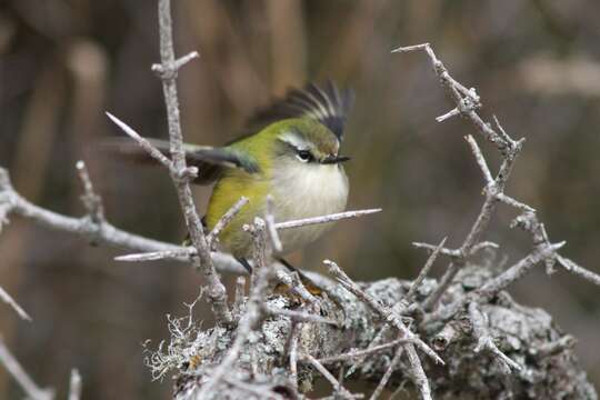 Image of Acanthisitta chloris chloris (Sparrman 1787)