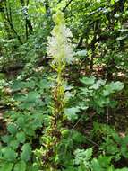 Image of Arizona bugbane