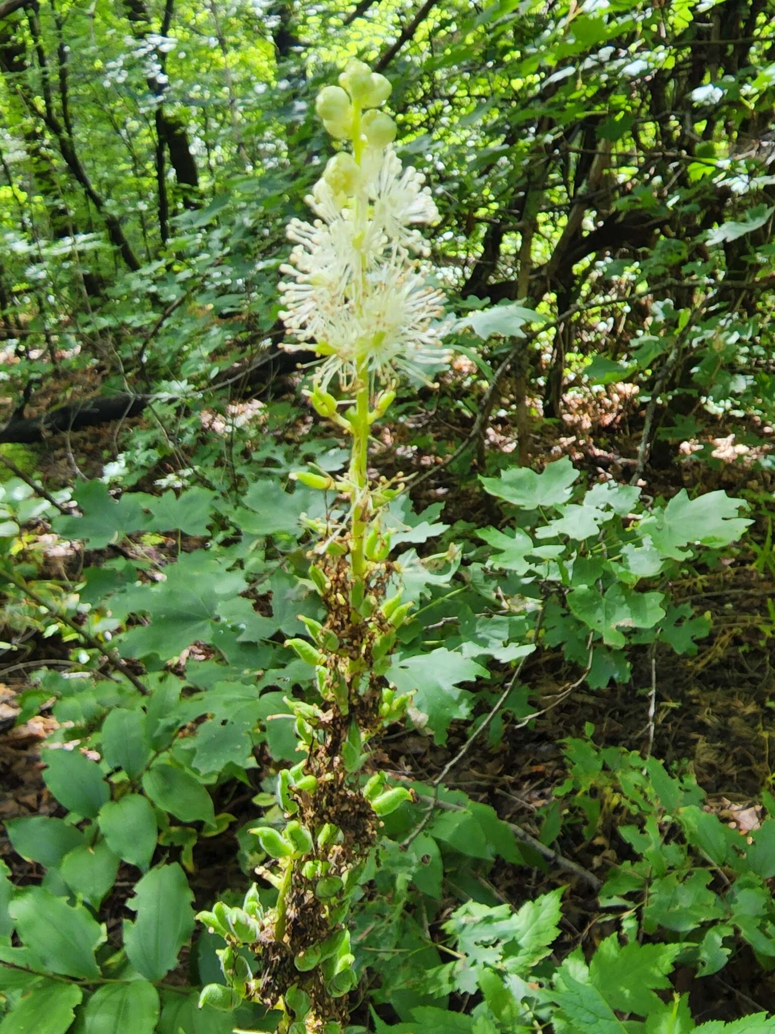 Image of Arizona bugbane