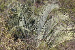 Image of Triangle palm