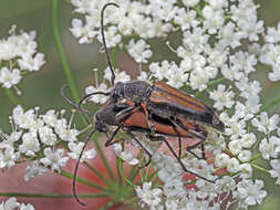 Anastrangalia dubia (Scopoli 1763)的圖片