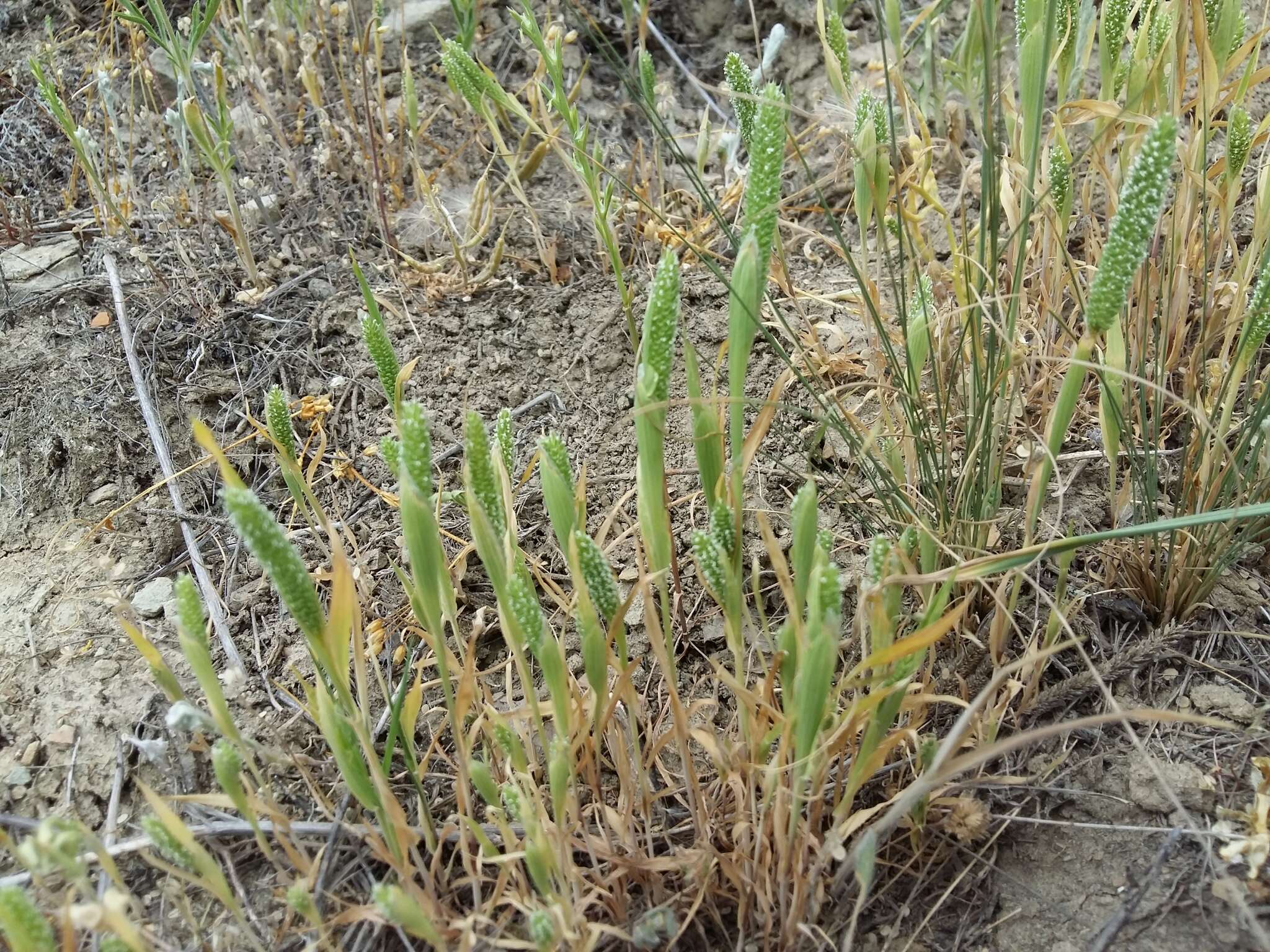 Phleum paniculatum Huds.的圖片