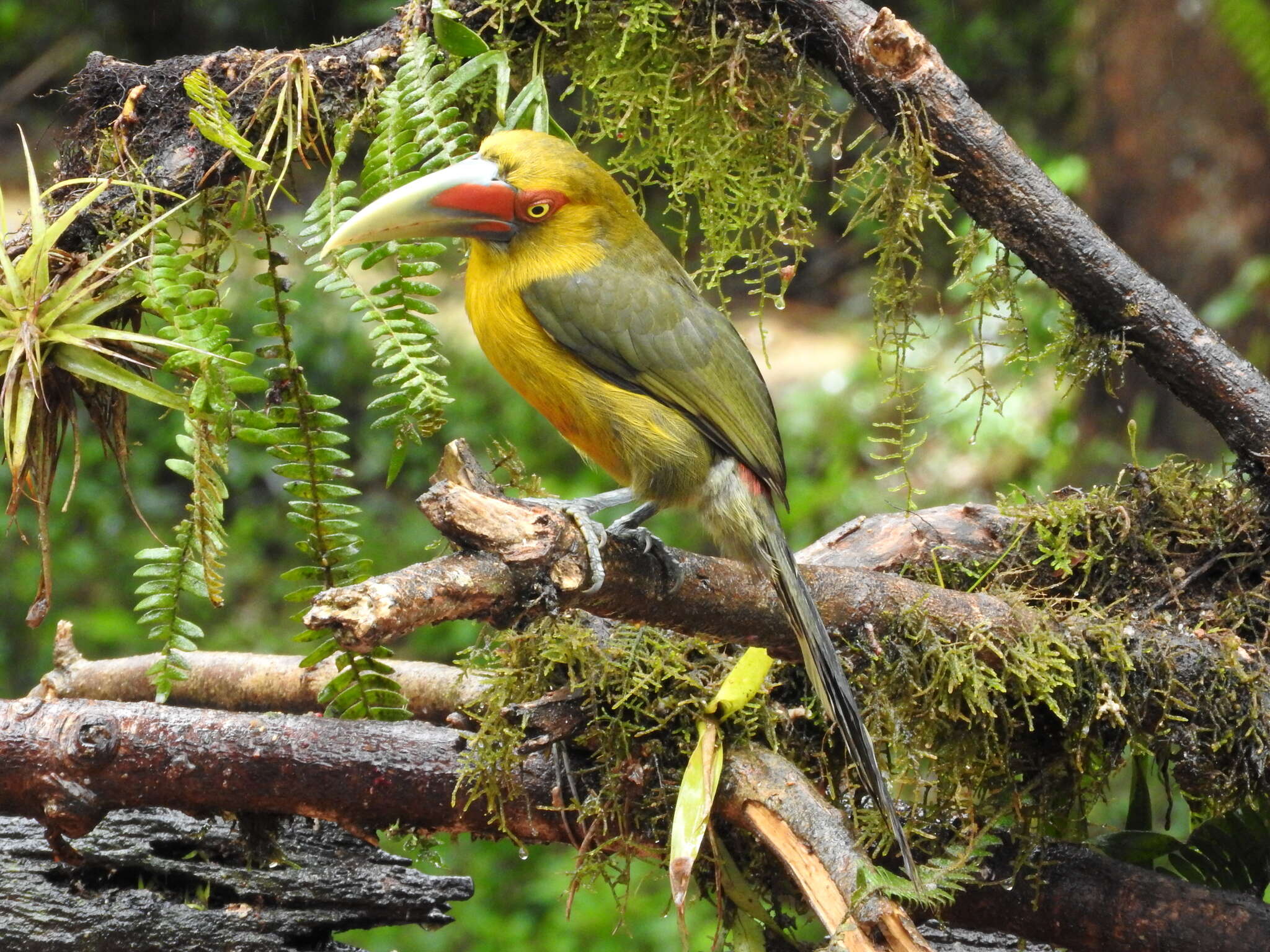 Image of Saffron Toucanet