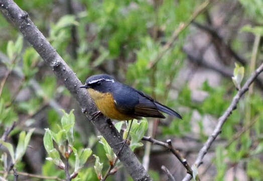 Image de Robin à sourcils blancs