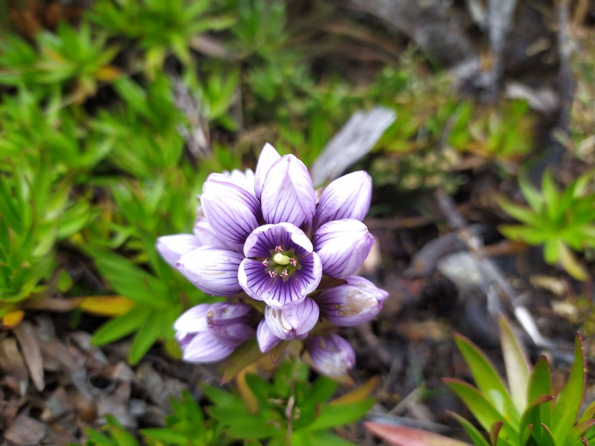 Image of Gentianella corymbosa (Kunth) Weaver & Rudenberg