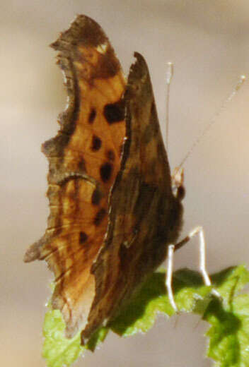 Image of Satyr Comma