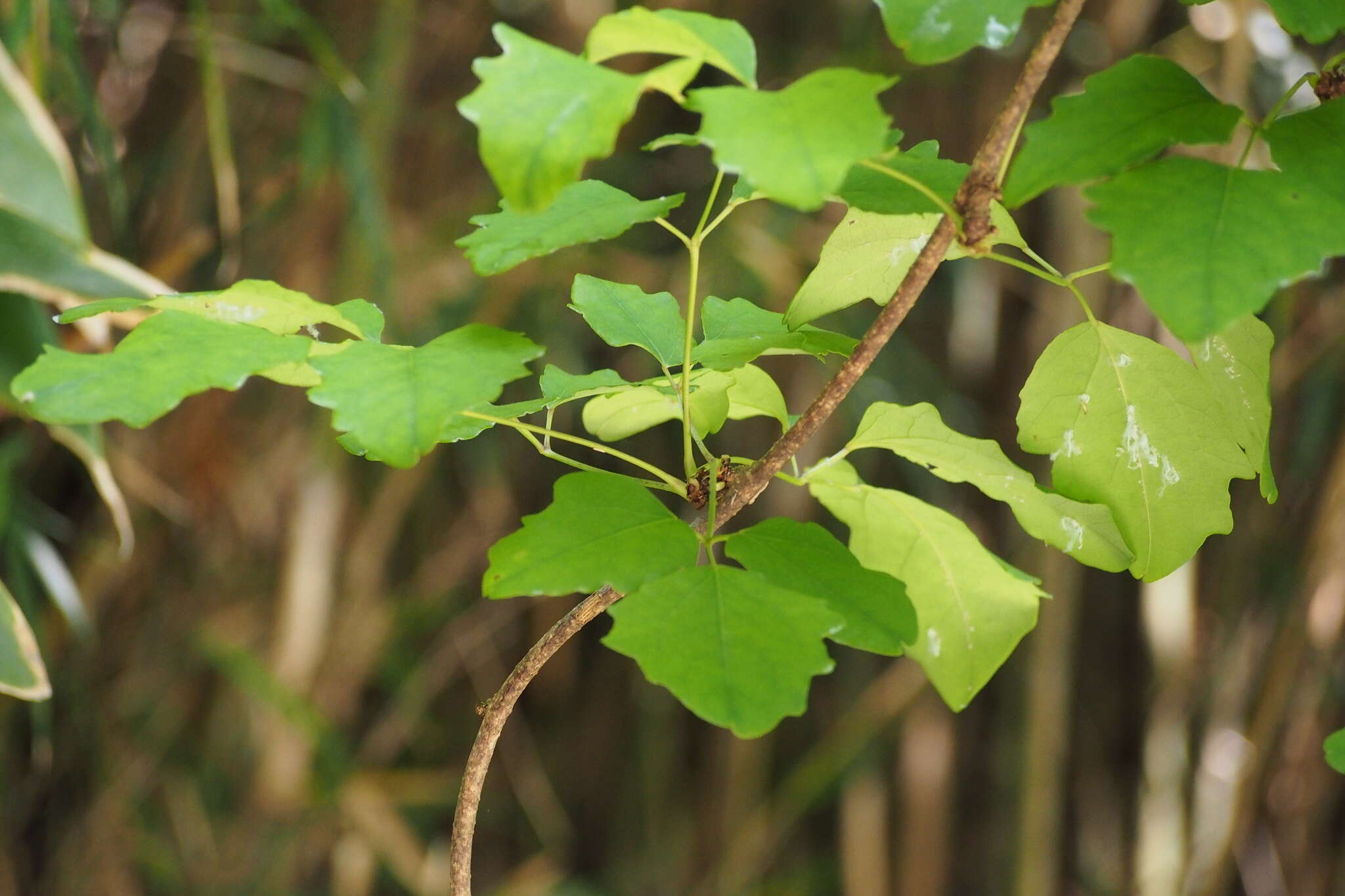 Image of Akebia trifoliata (Thunb.) Koidz.