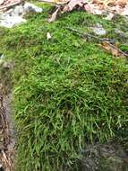 Image of callicladium moss