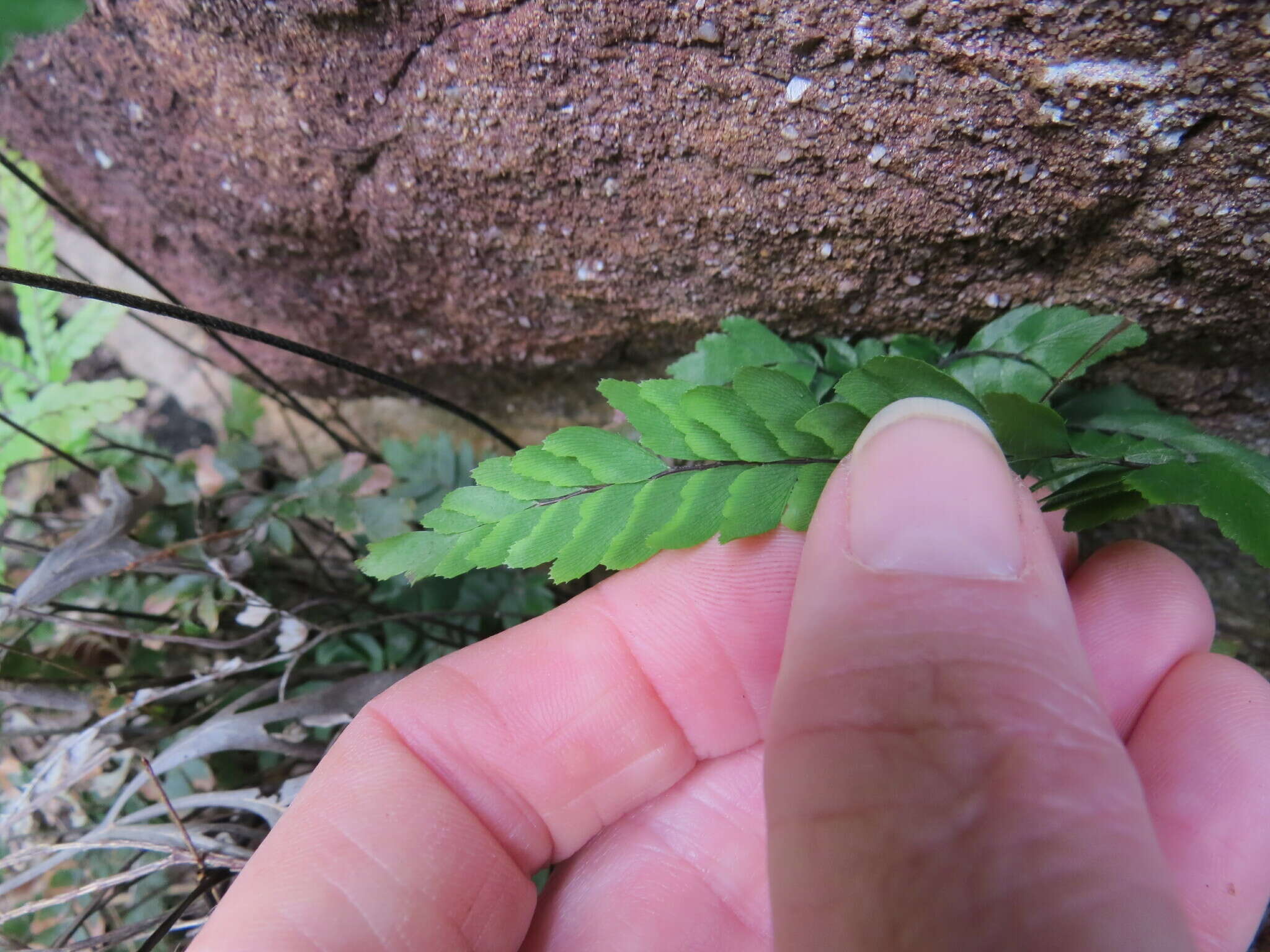 Image of Adiantum hispidulum var. hypoglaucum Domin