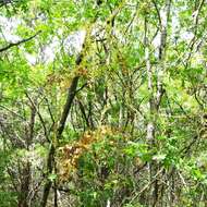 Image of tall dodder