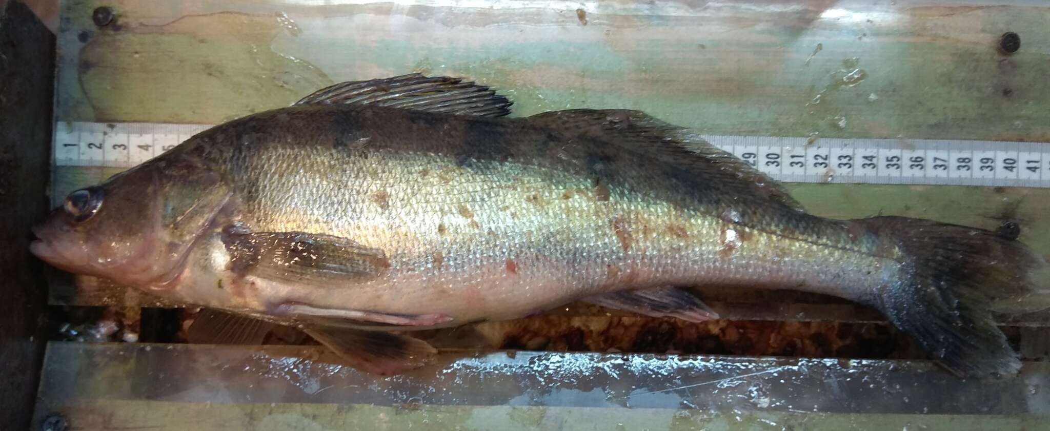 Image of Volga Pikeperch