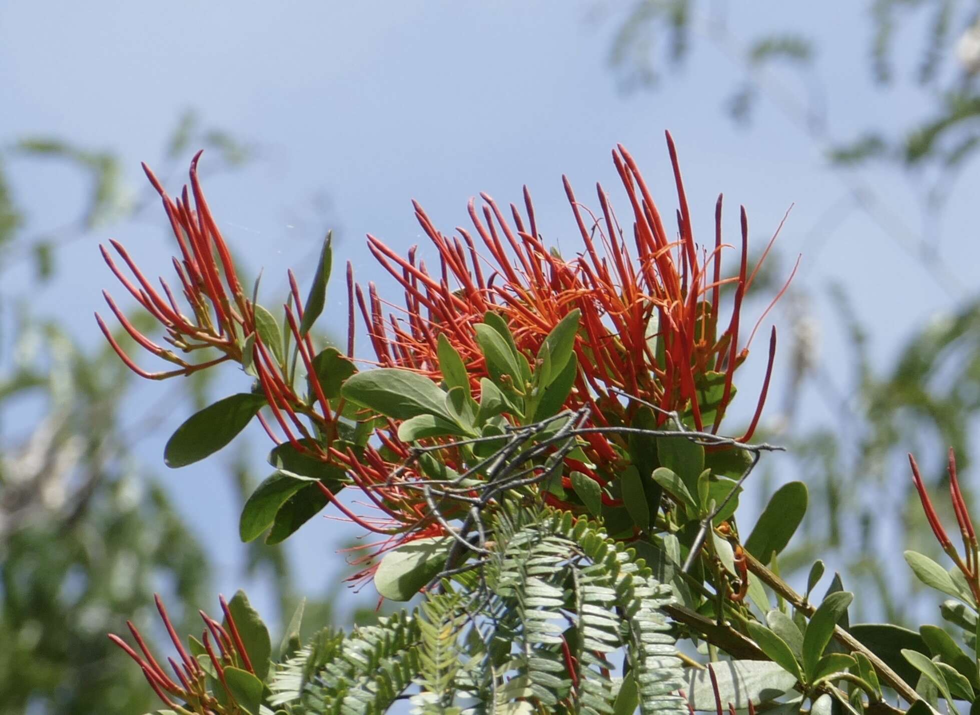 Plancia ëd Psittacanthus mayanus Standl. & Steyerm.