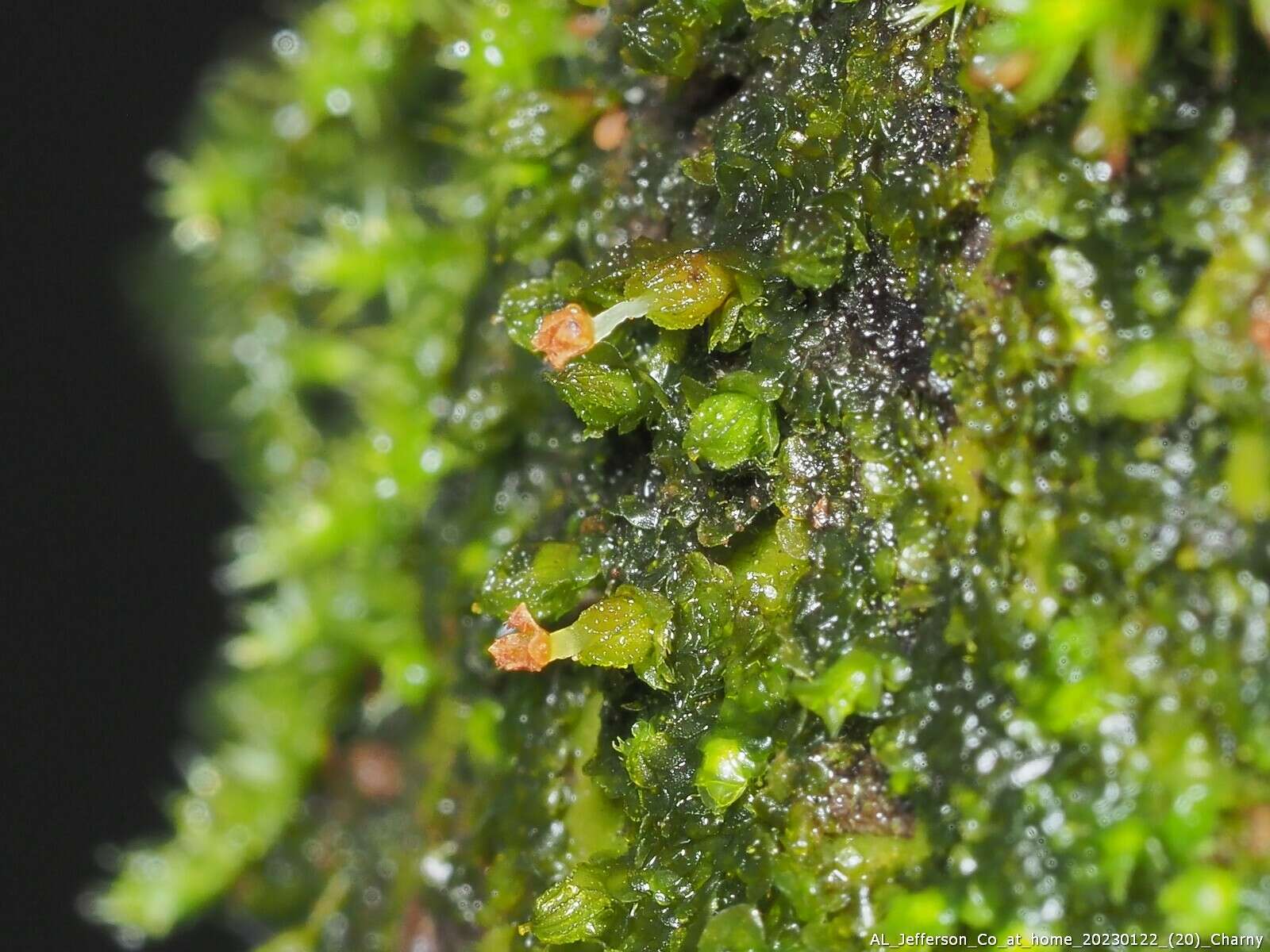 Image of Frullania virginica Lehm.