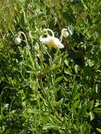 Image of Clematis villosa DC.