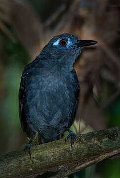 Image of Plumbeous Antbird