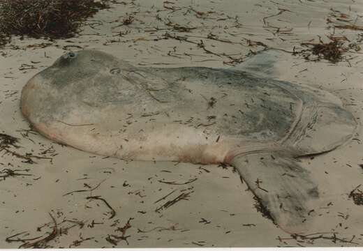 Image of Hoodwinker ocean sunfish