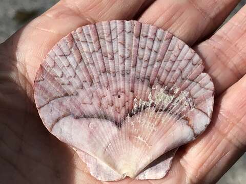 Image of Bermuda sand scallop