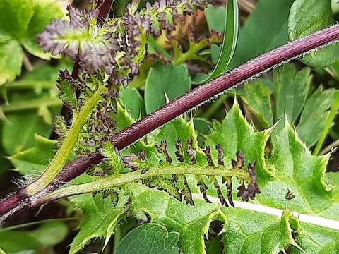 Image of Pedicularis crassirostris Bunge