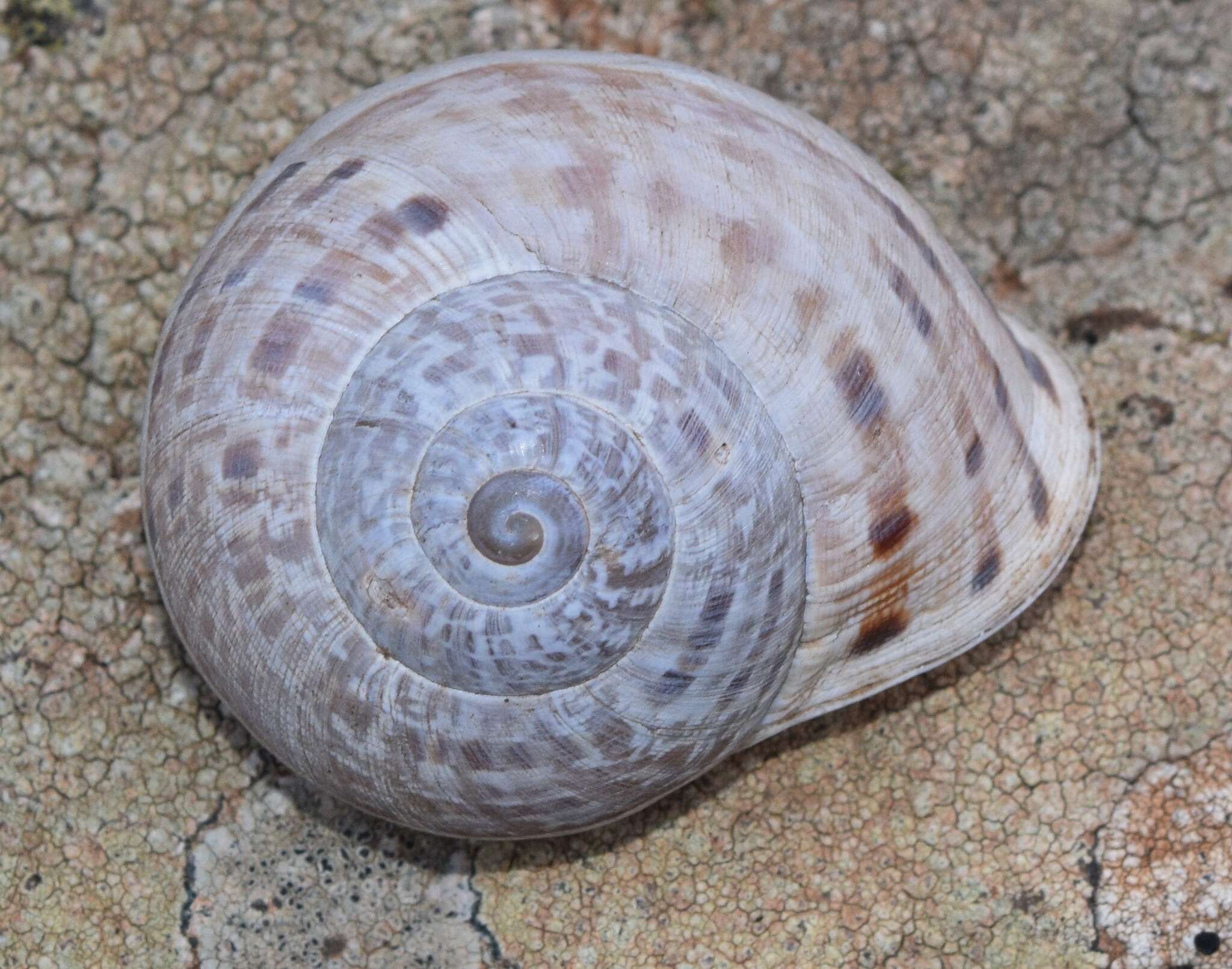 Image of Iberus alonensis (A. Férussac 1821)