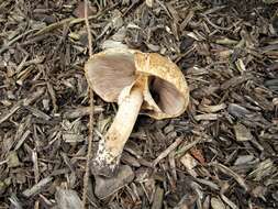 Image of Agaricus nanaugustus Kerrigan 2016