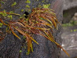 Image of New Mexican fontinalis moss