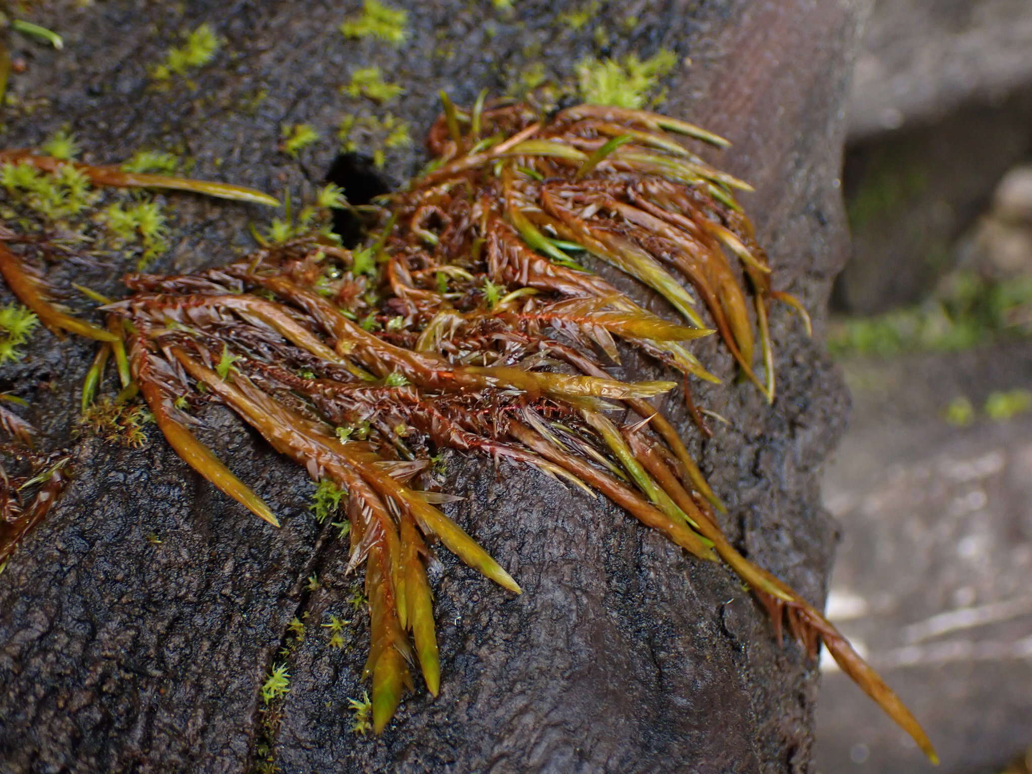 Image of New Mexican fontinalis moss