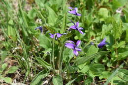 Image of Violet