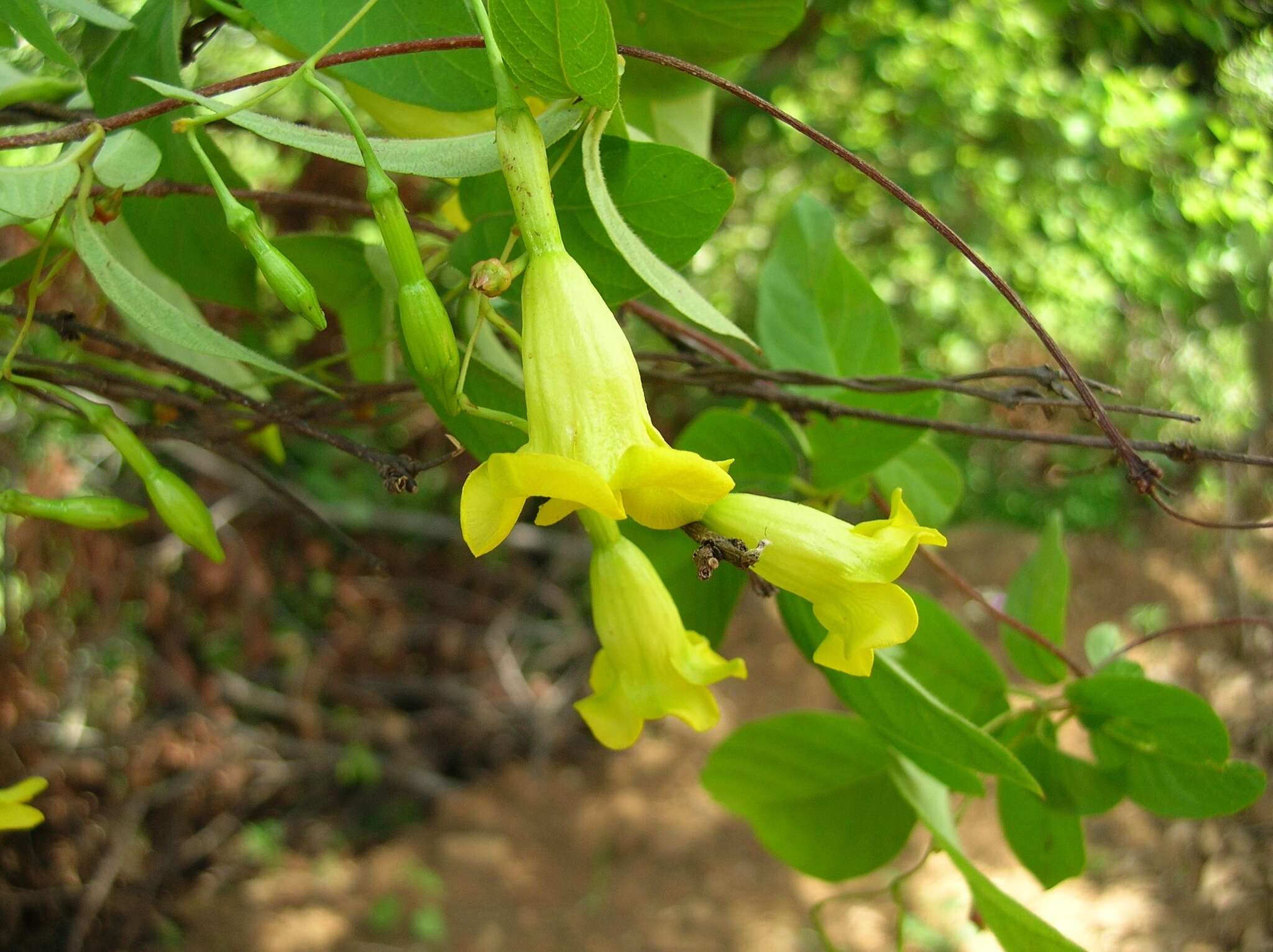 Mandevilla oaxacana (A. DC.) Hemsl.的圖片