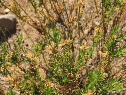 Image of Gutierrezia resinosa (Hook. & Arn.) Blake