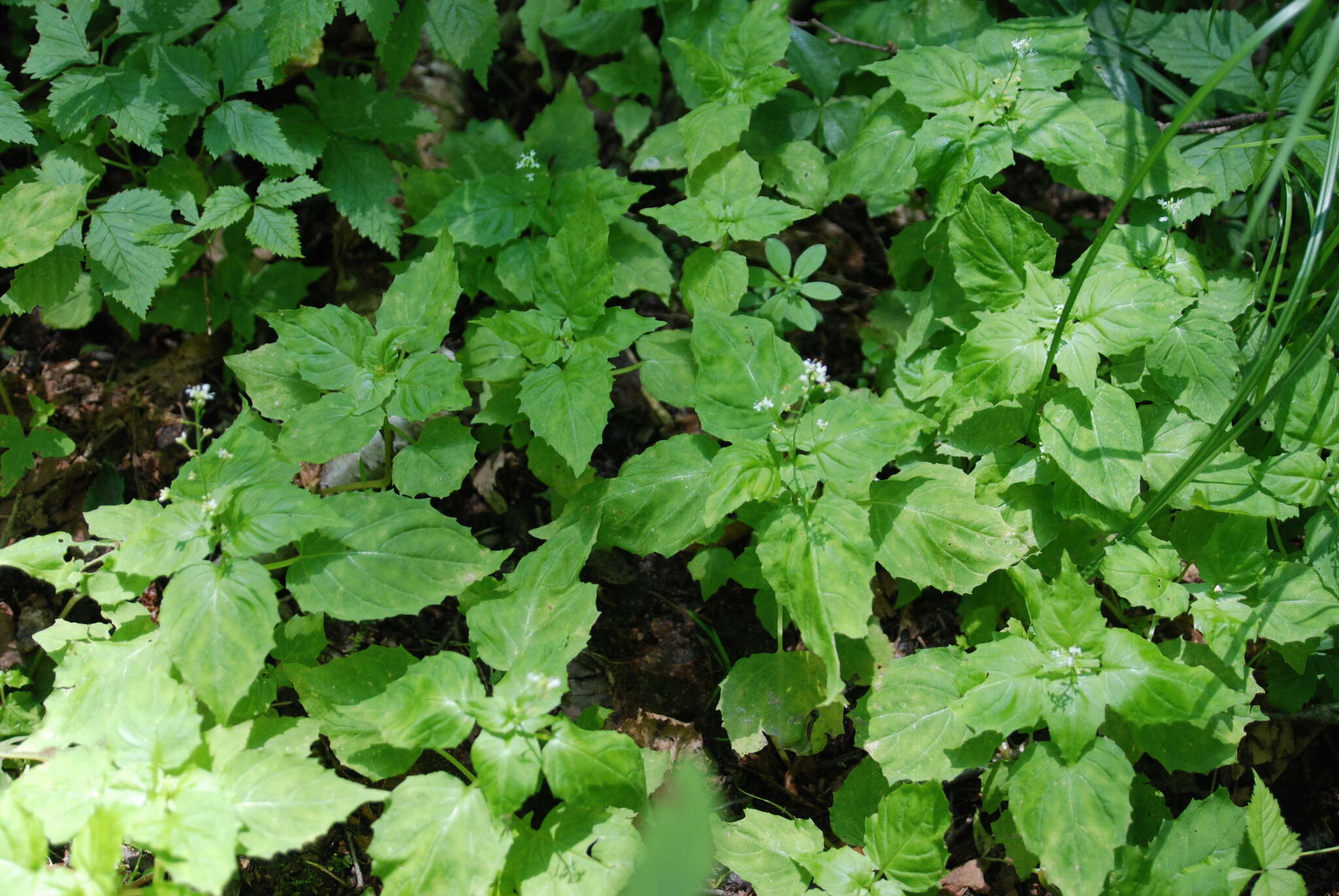 Image of Alpine enchanter’s-nightshade