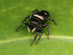 Image of Heliophanus capensis Wesolowska 1986