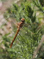 Image of Keeled Skimmer