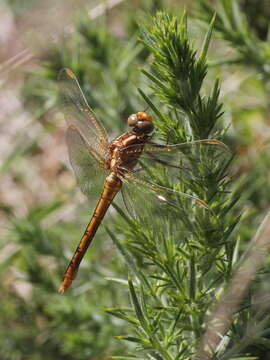 Image of Keeled Skimmer