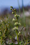 Disperis circumflexa (L.) T. Durand & Schinz resmi