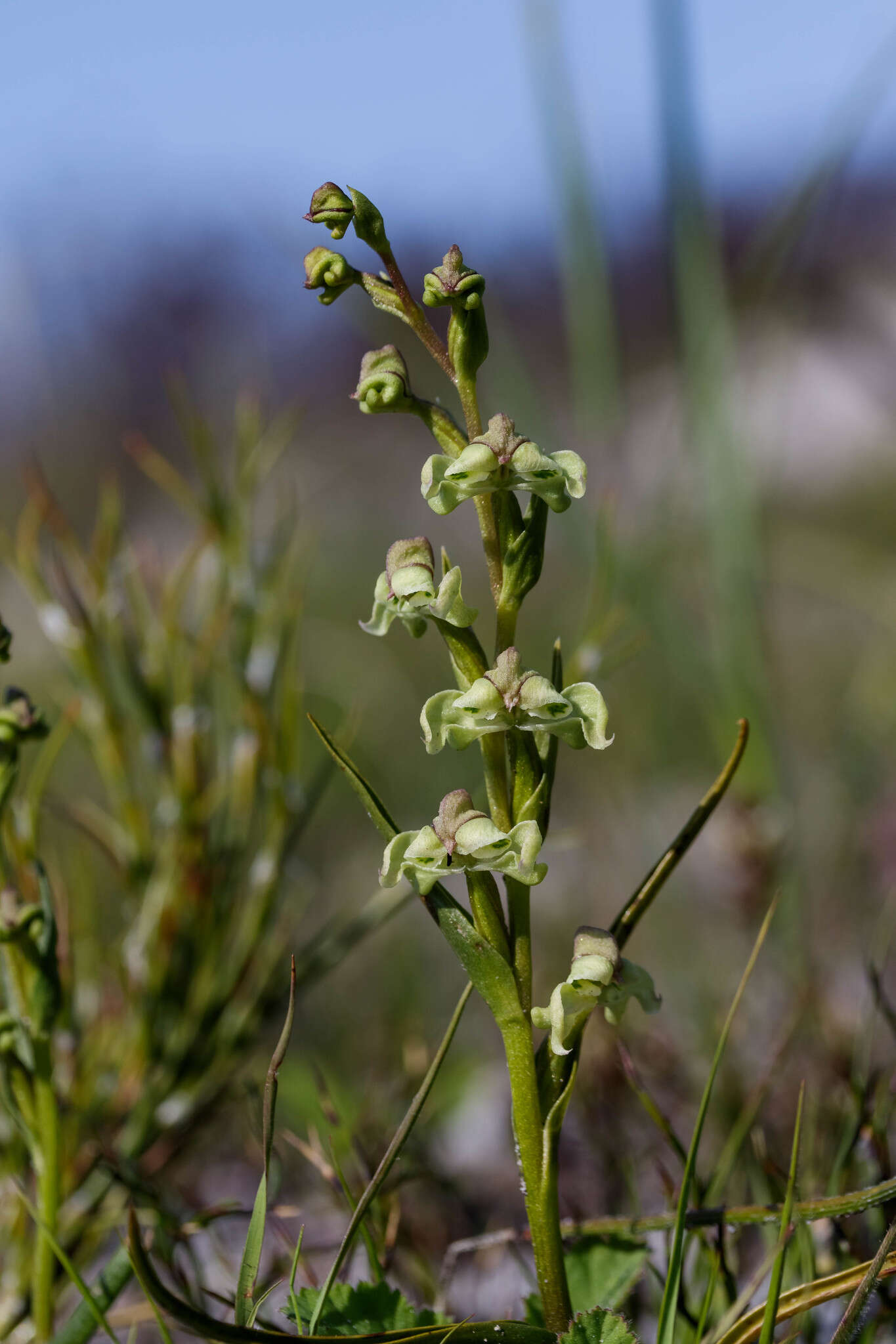 Disperis circumflexa (L.) T. Durand & Schinz resmi