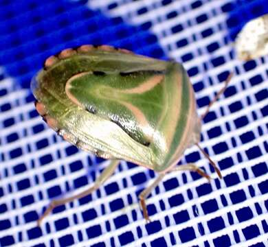 Image of <i>Platacantha lutea</i>