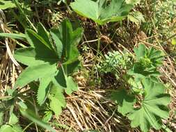 Image of Alchemilla vulgaris L.