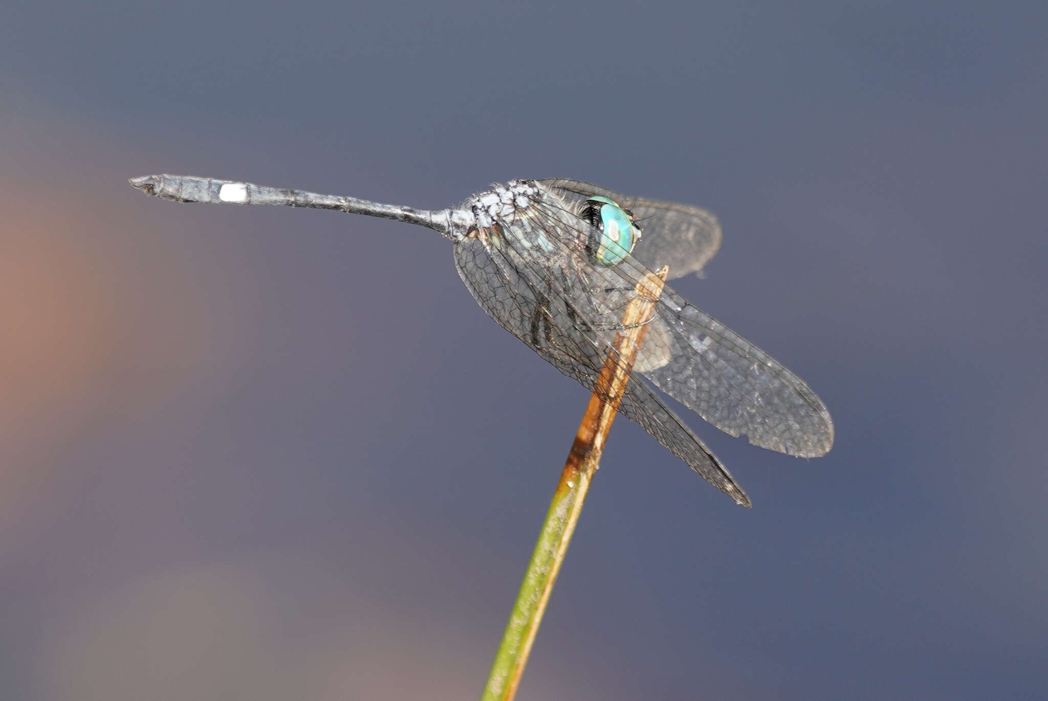 Imagem de Micrathyria ocellata Martin 1897