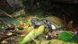 Image of Beale's Eyed Turtle